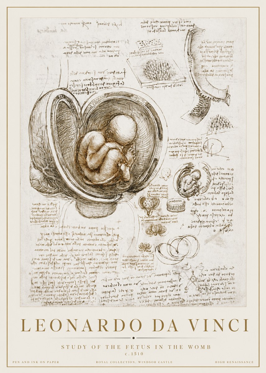 Leonardo da Vinci Studies of the Fetus in the Womb No3 - Póster