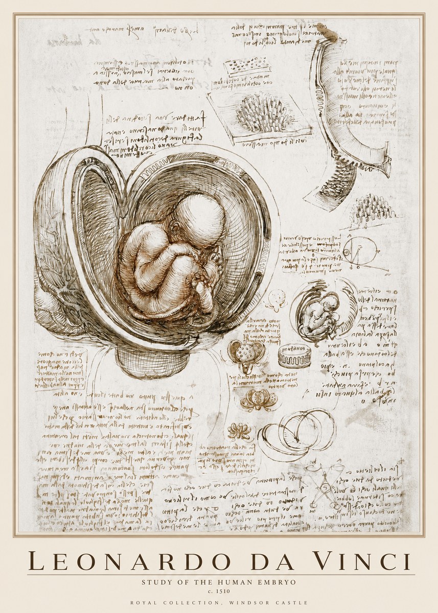 Leonardo da Vinci Studies of the Fetus in the Womb No4 - Póster