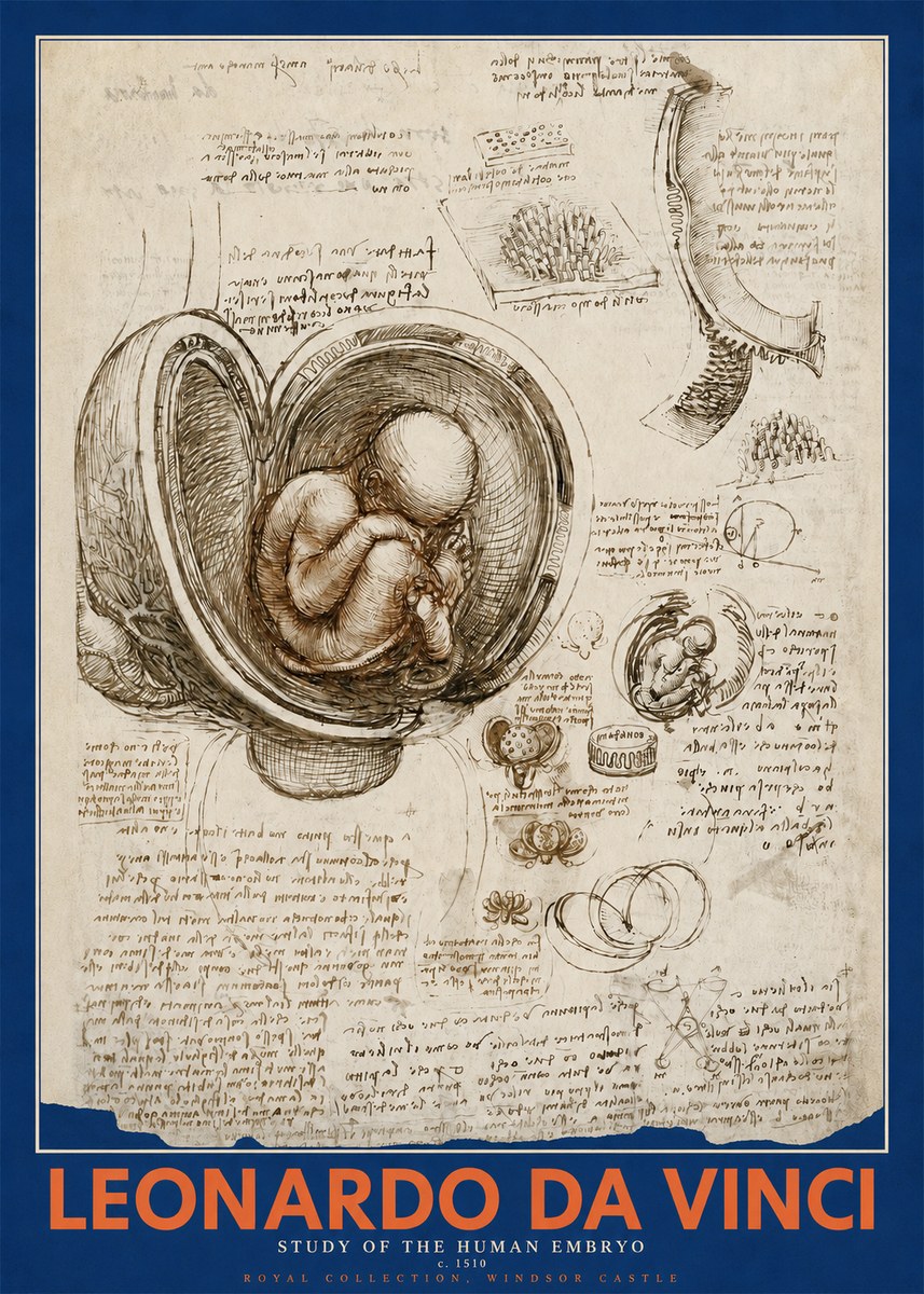 Leonardo da Vinci Studies of the Fetus in the Womb No5 - Póster