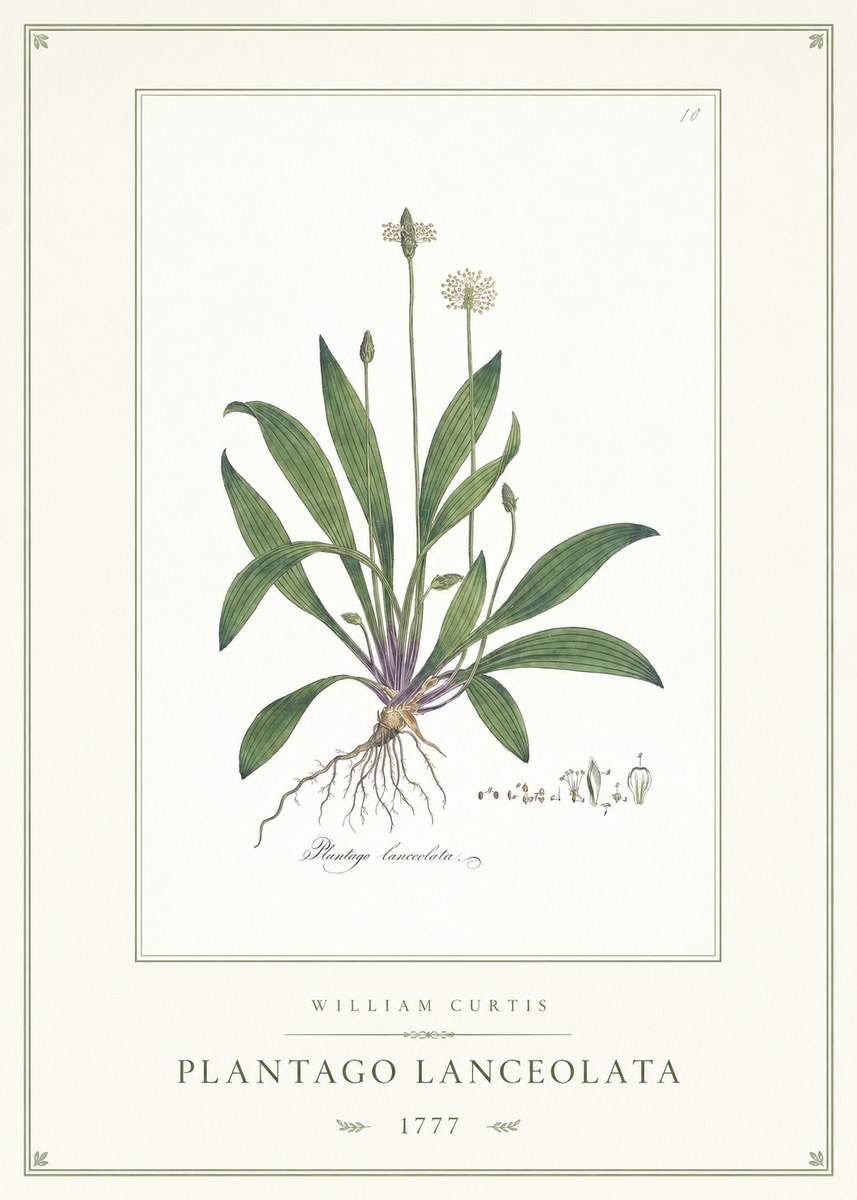 William Curtis Plantago Lanceolata II No1 - Póster