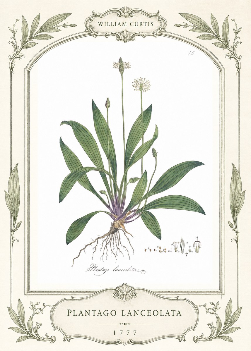 William Curtis Plantago Lanceolata II No4 - Póster