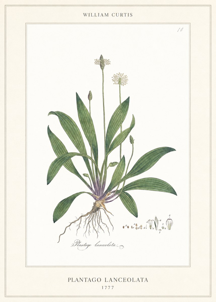 William Curtis Plantago Lanceolata II No6 - Póster