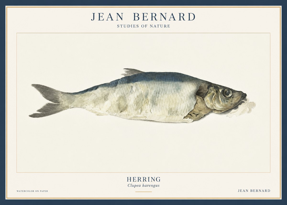Jean Bernard Herring No3 - Póster