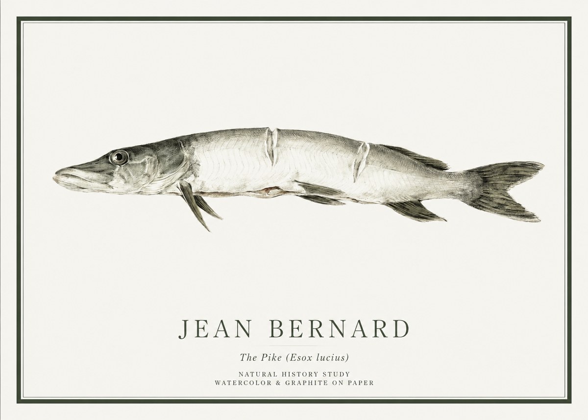 Jean Bernard Study of a Fish II No6 - Póster
