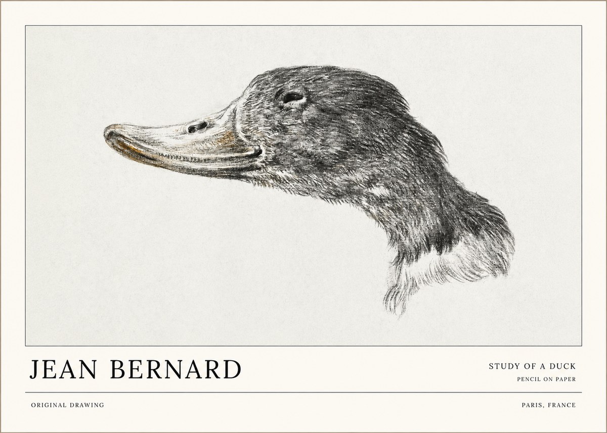 Jean Bernard Study of a Duck No1 - Póster