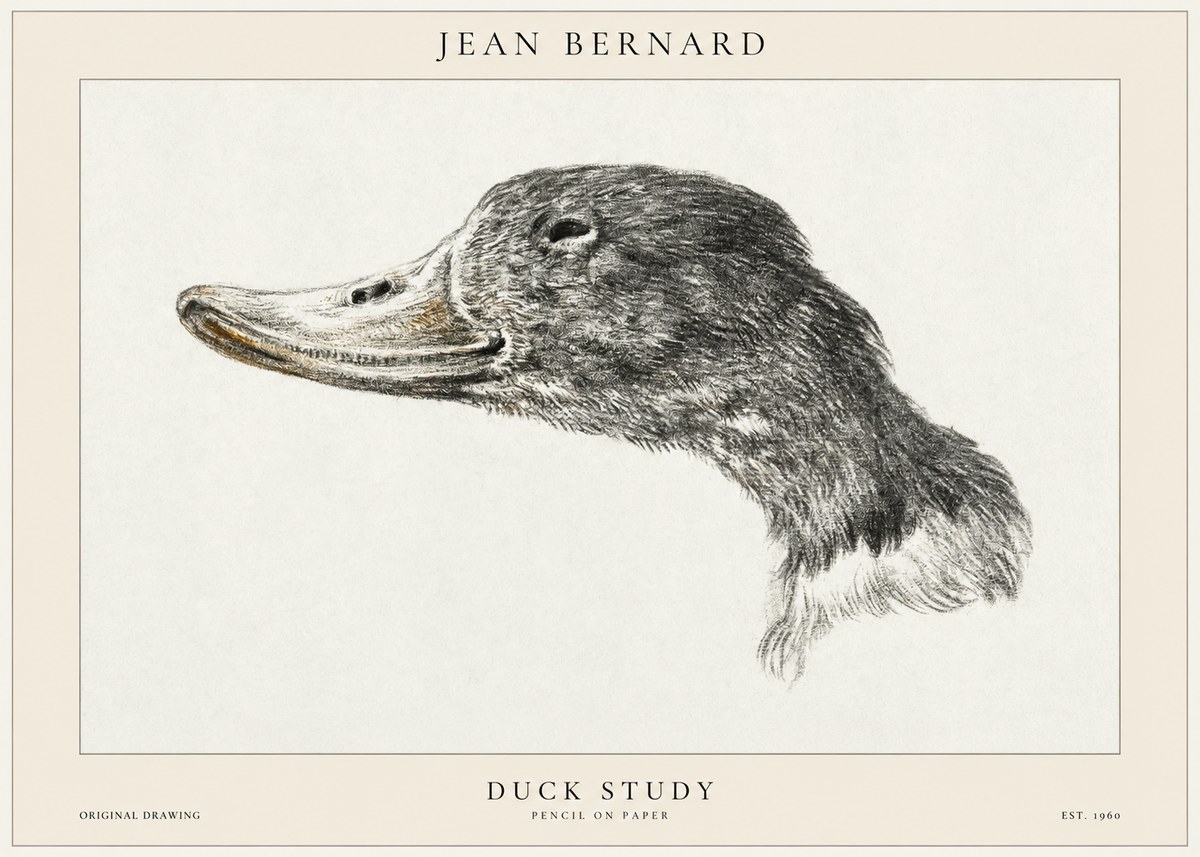 Jean Bernard Study of a Duck No2 - Póster