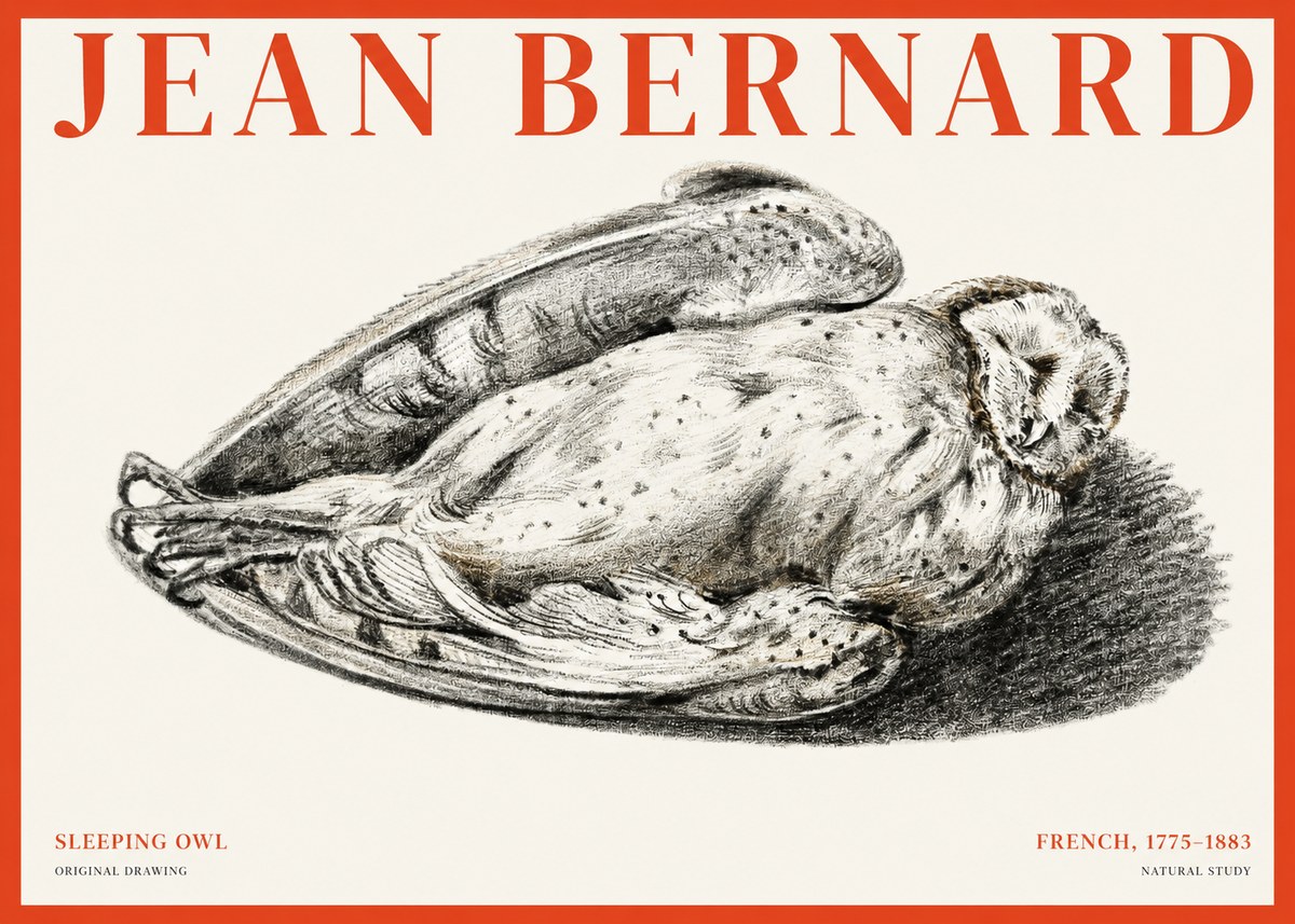 Jean Bernard Sleeping Owl No1 - Póster