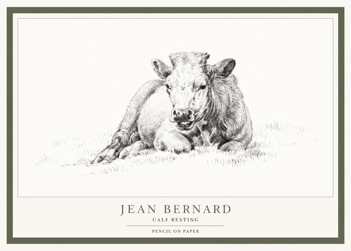 Jean Bernard Calf Resting No1 - Póster