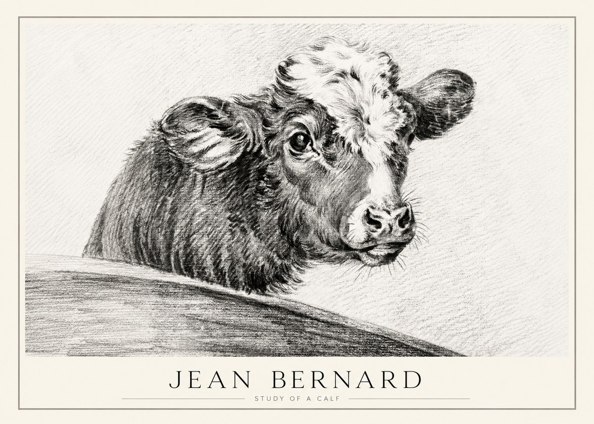 Jean Bernard Study of a Calf II No1 - Póster