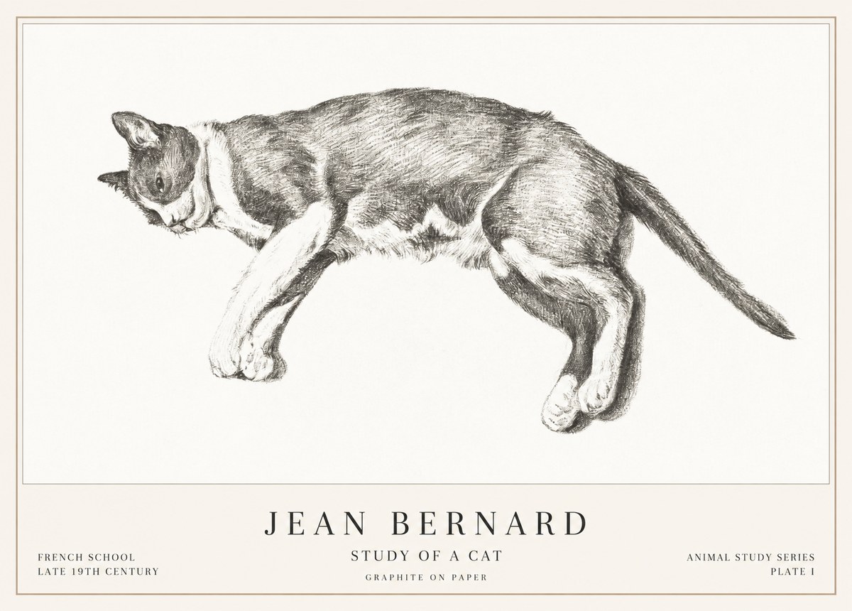 Jean Bernard Cat Study VII No3 - Póster