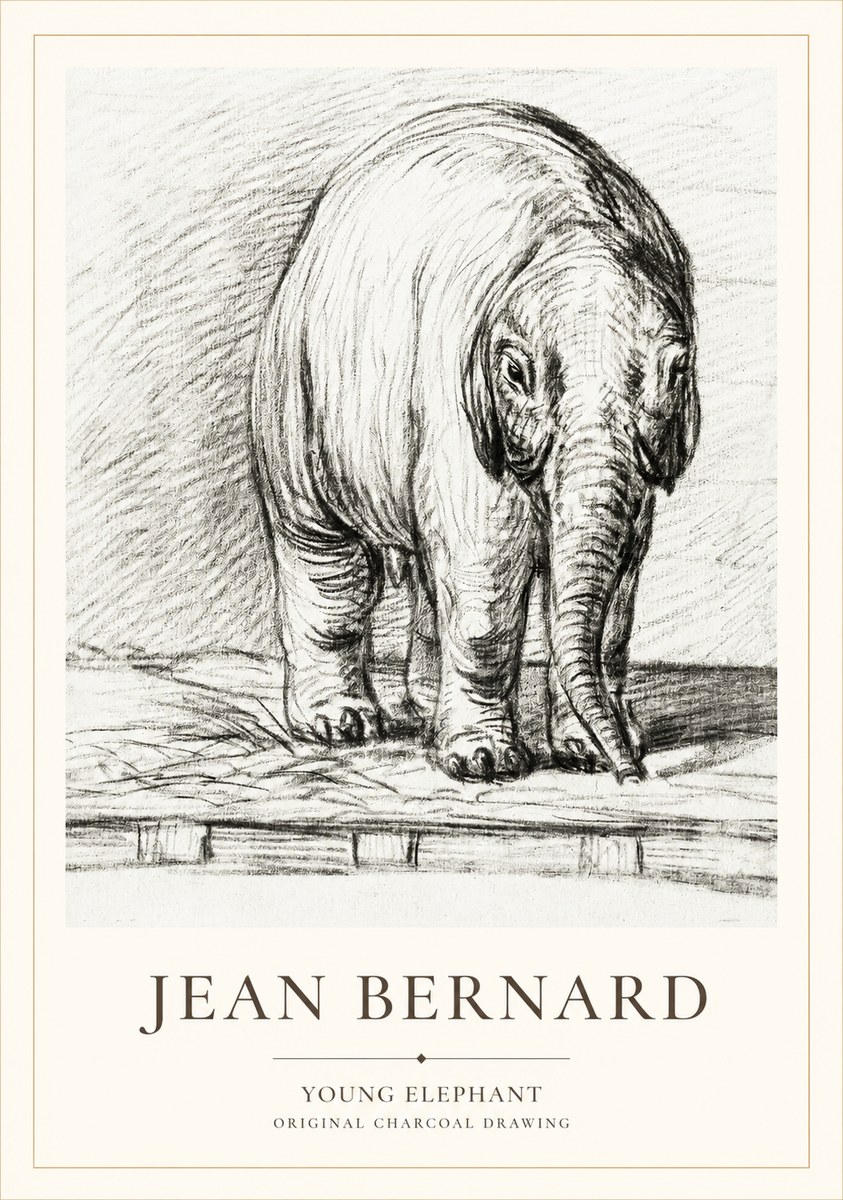 Jean Bernard Young Elephant No1 - Póster