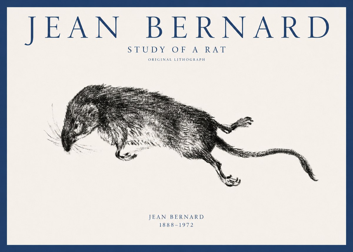 Jean Bernard Study of a Rat II No1 - Póster