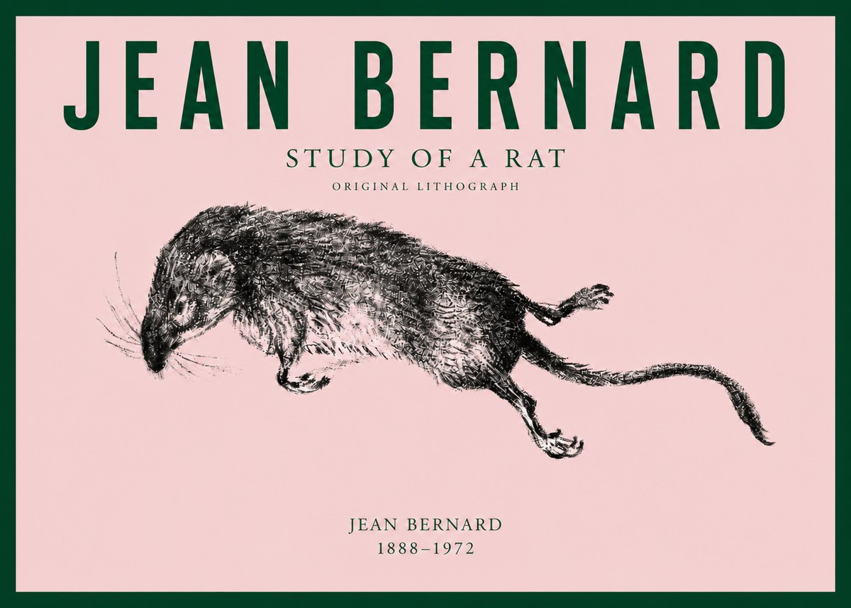 Jean Bernard Study of a Rat II No3 - Póster