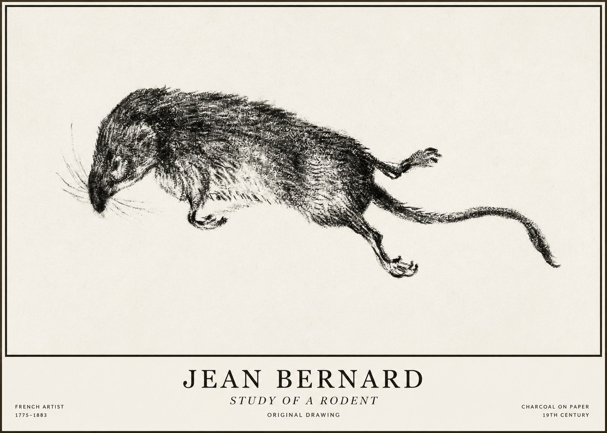 Jean Bernard Study of a Rat II No5 - Póster