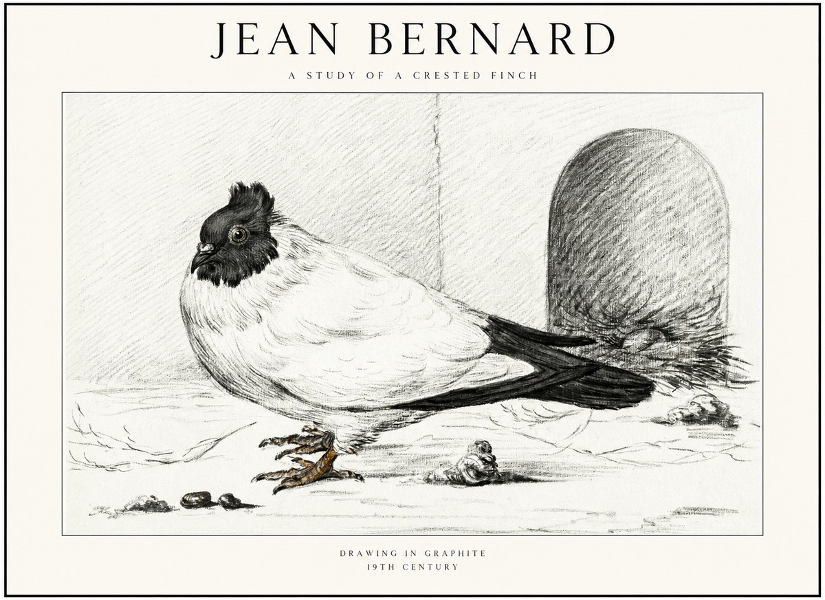 Jean Bernard A Study of a Crested Finch No1 - Póster