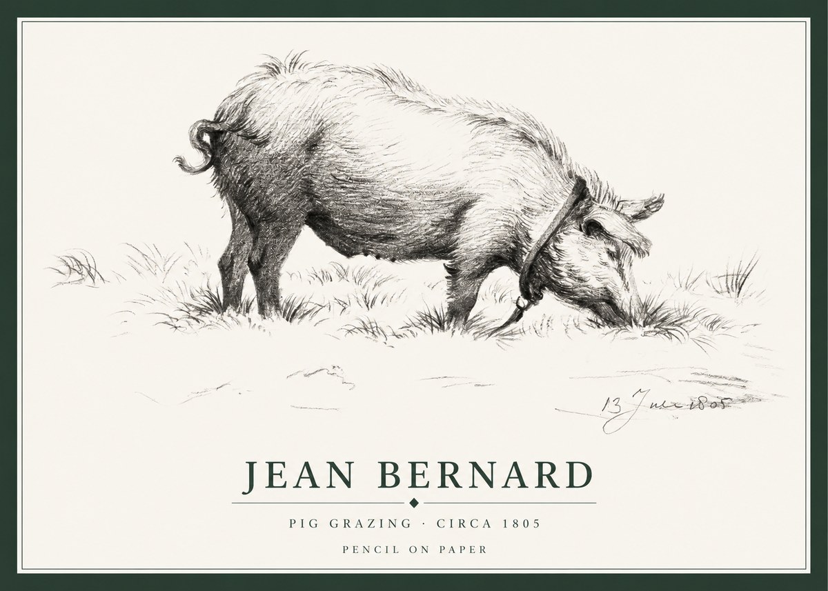 Jean Bernard Pig Grazing No1 - Póster