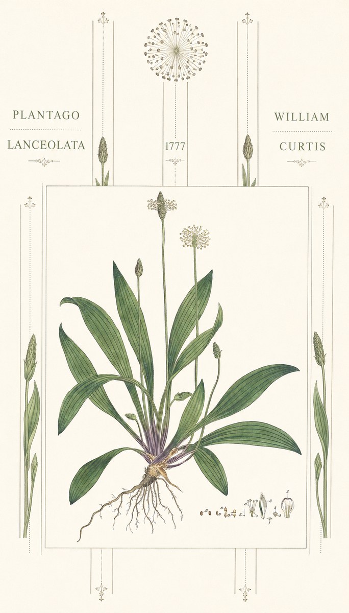 William Curtis Plantago Lanceolata III No6 - Póster