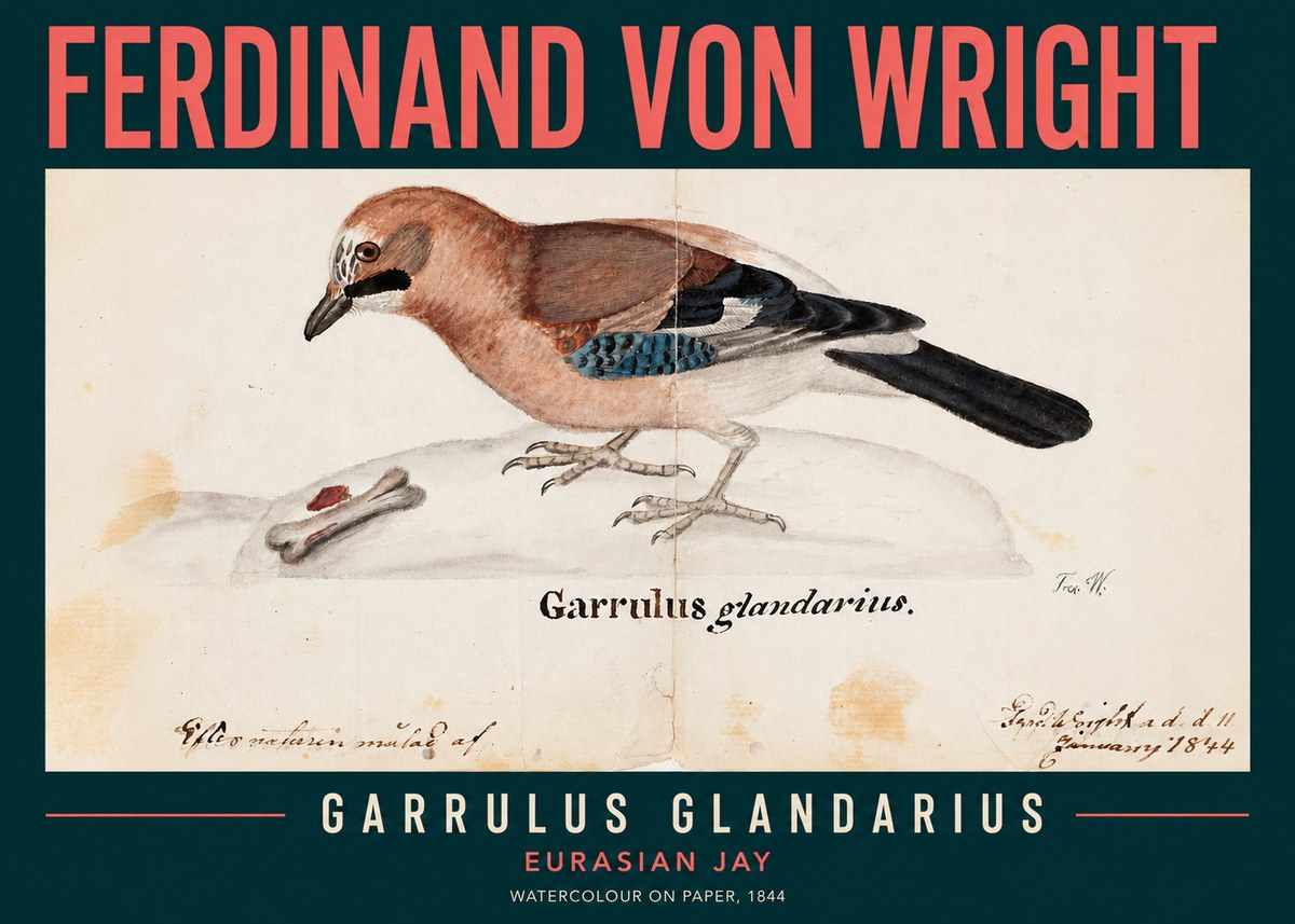 Ferdinand von Wright Garrulus Glandarius No2 - Póster