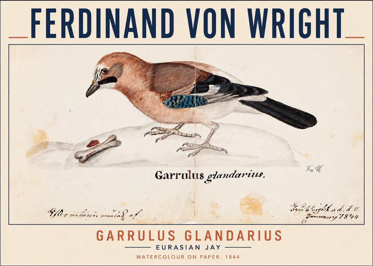Ferdinand von Wright Garrulus Glandarius No3 - Póster