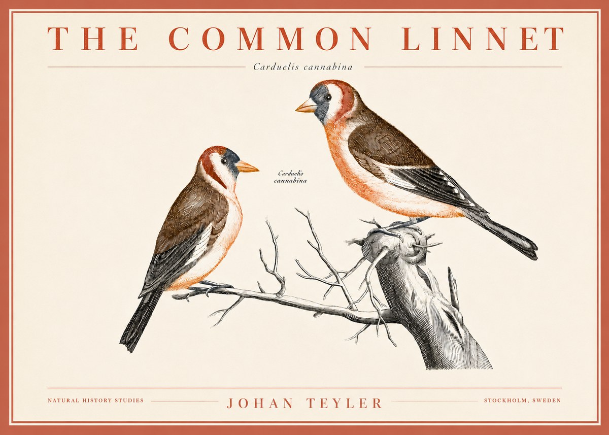 Johan Teyler The Common Linnet No3 - Póster