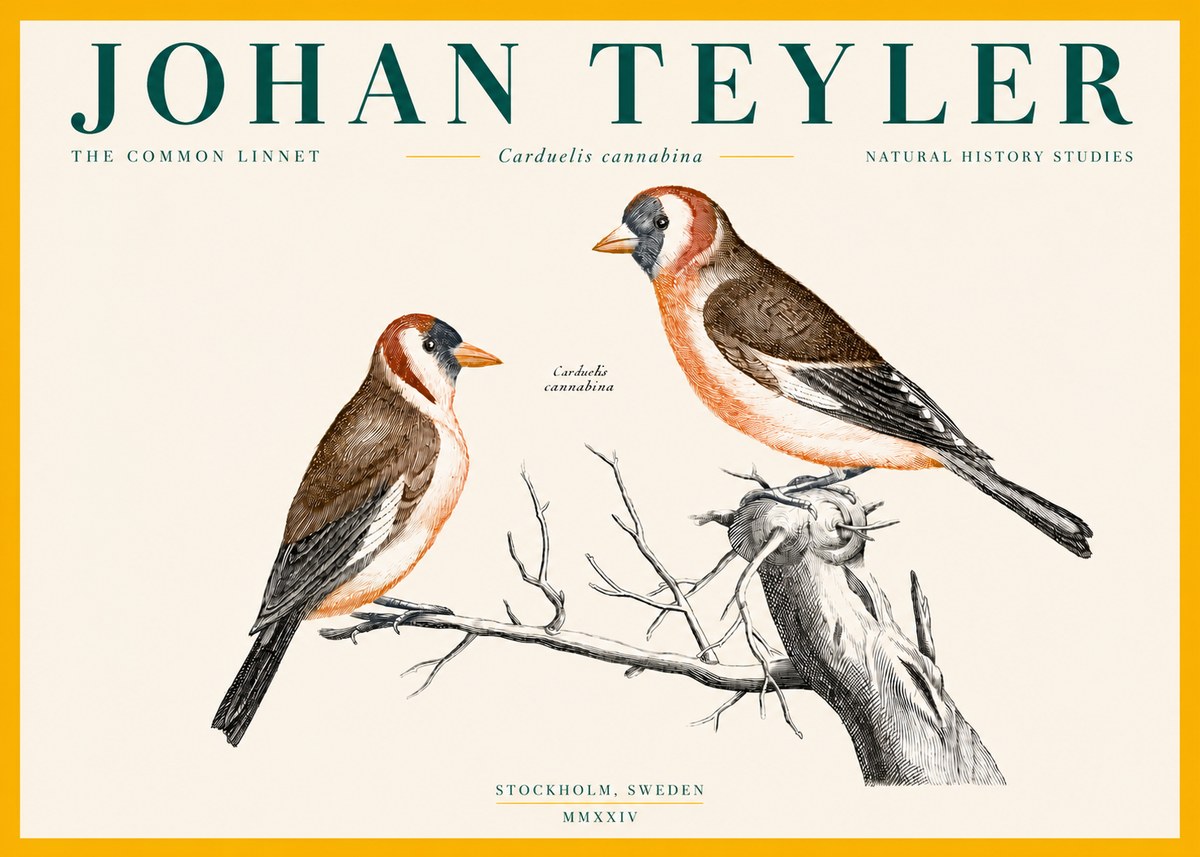 Johan Teyler The Common Linnet No4 - Póster