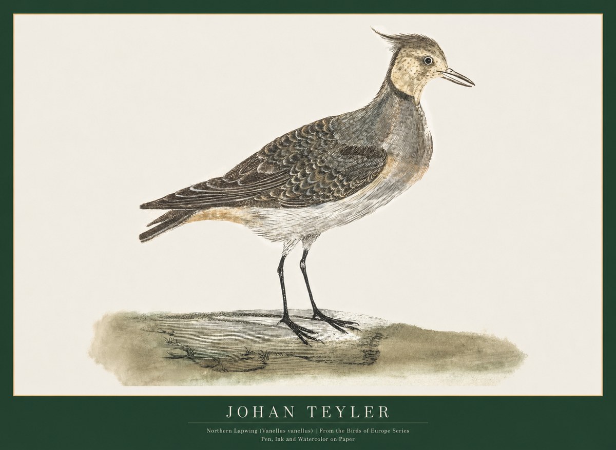 Johan Teyler Northern Lapwing (Vanellus Vanellus) No1 - Póster
