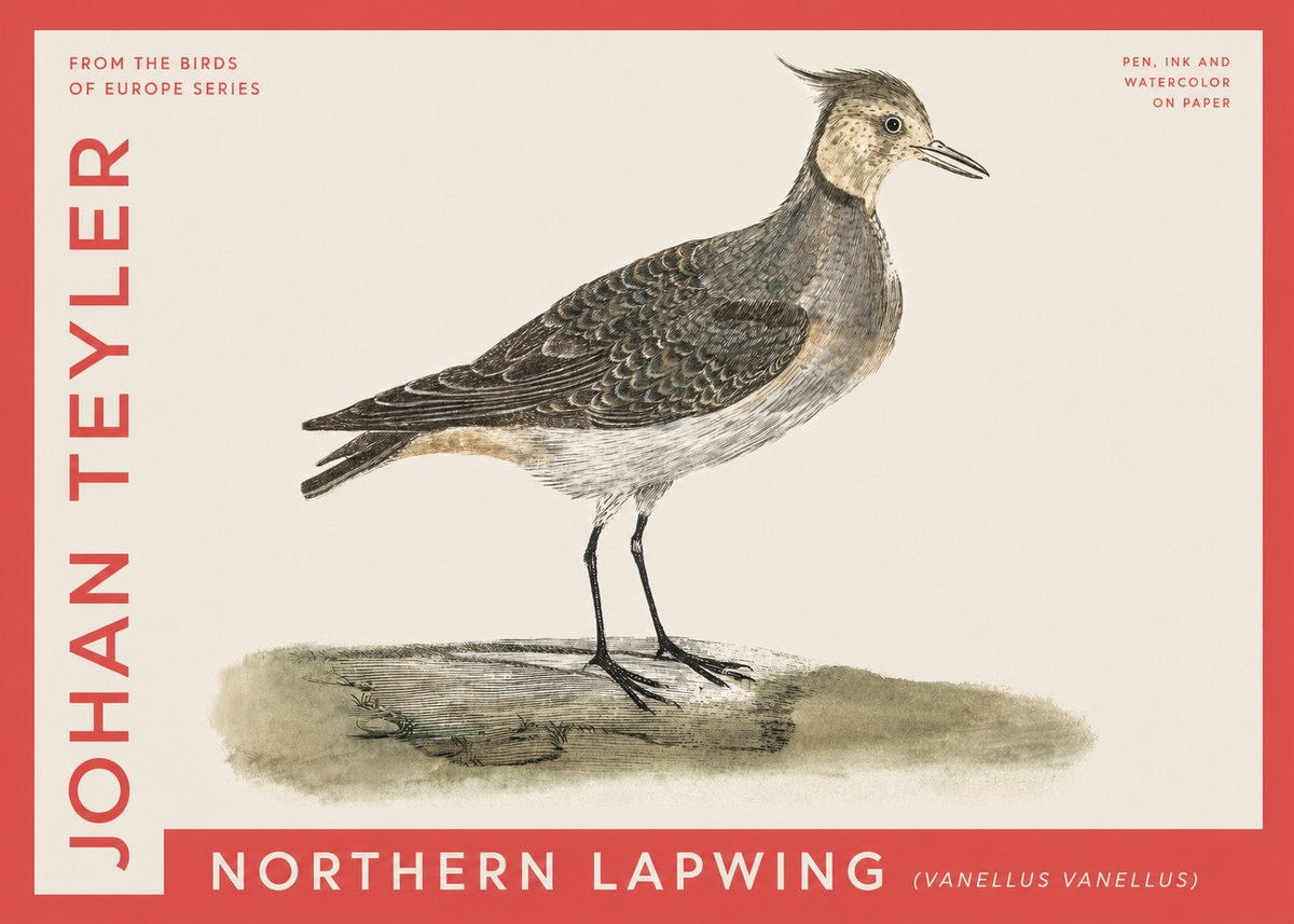 Johan Teyler Northern Lapwing (Vanellus Vanellus) No4 - Póster