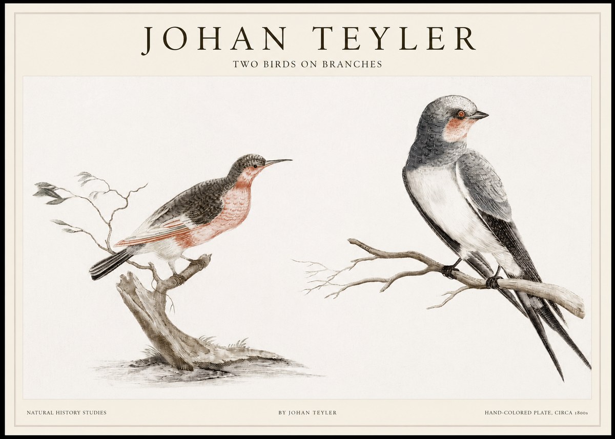 Johan Teyler Two Birds on Branches No1 - Póster