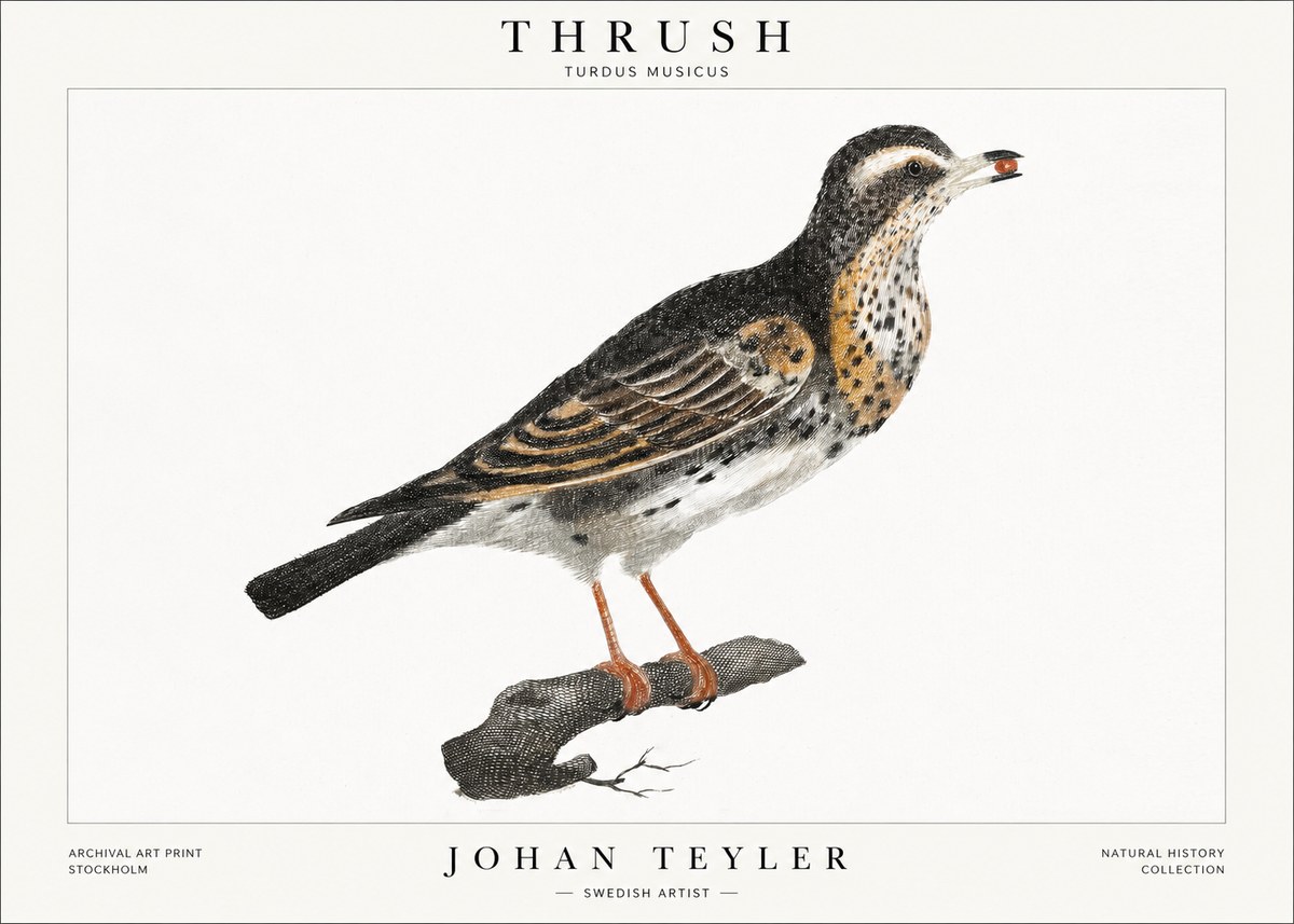 Johan Teyler Thrush No1 - Póster