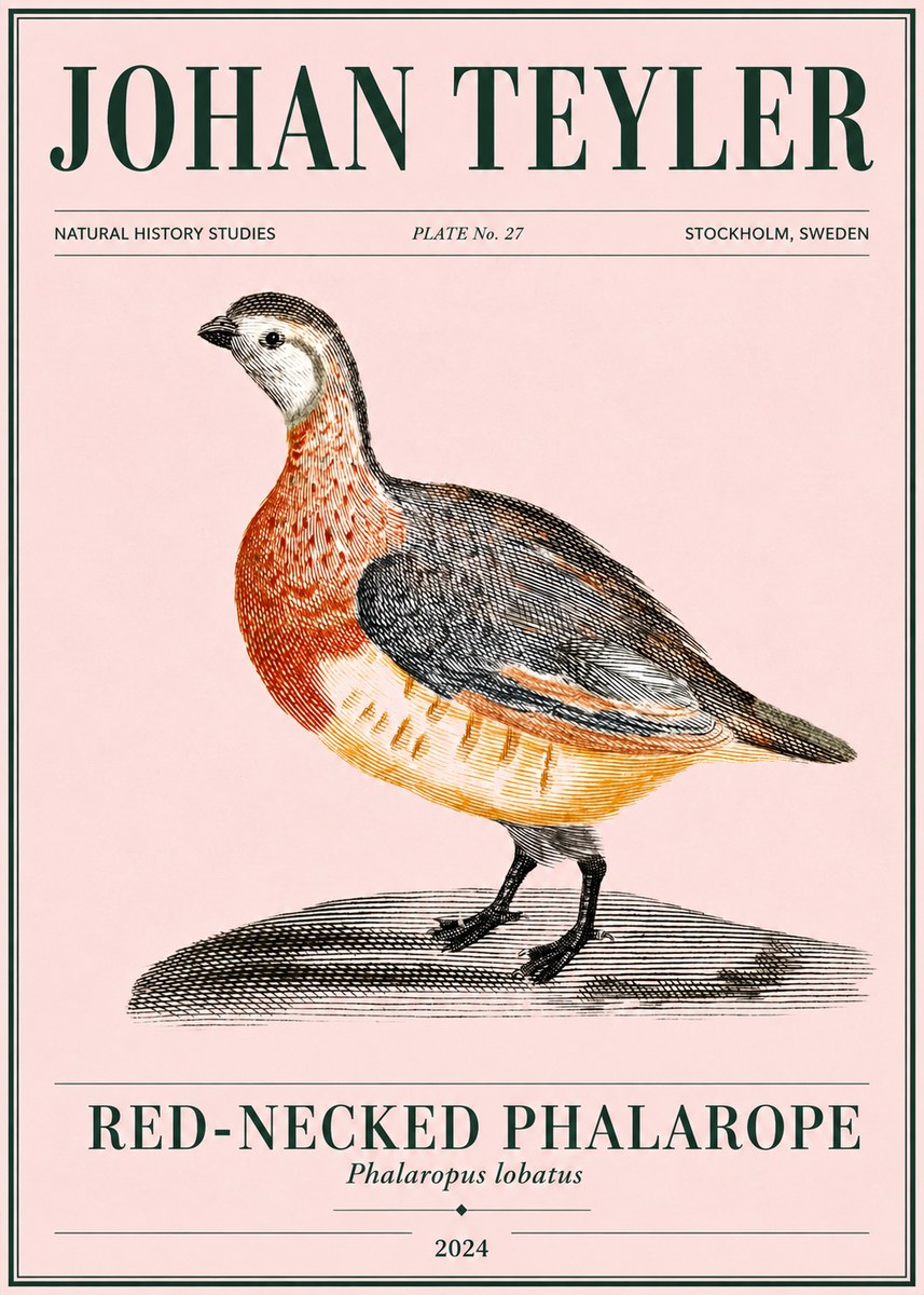 Johan Teyler Red-necked Phalarope No4 - Póster