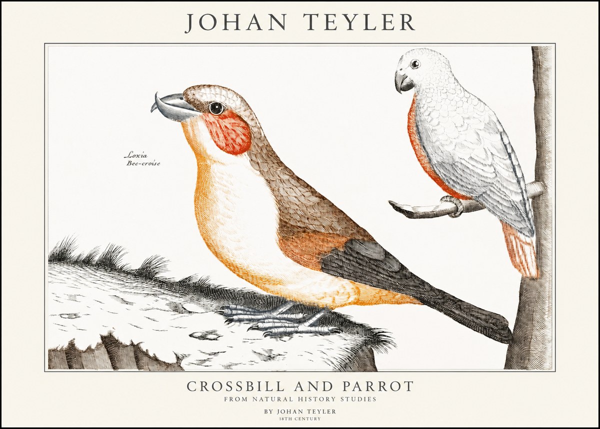 Johan Teyler Crossbill and Parrot No1 - Póster