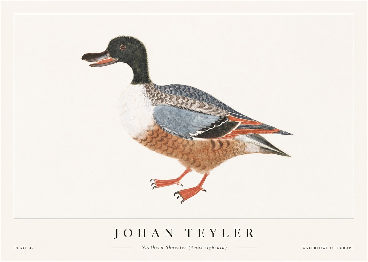 Johan Teyler Northern Shoveler (Anas Clypeata) No1 - Póster