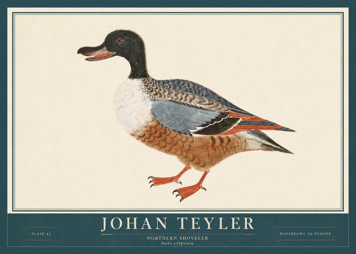 Johan Teyler Northern Shoveler (Anas Clypeata) No3 - Póster