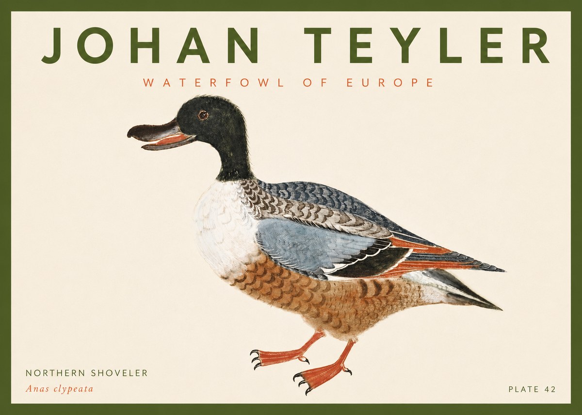 Johan Teyler Northern Shoveler (Anas Clypeata) No4 - Póster