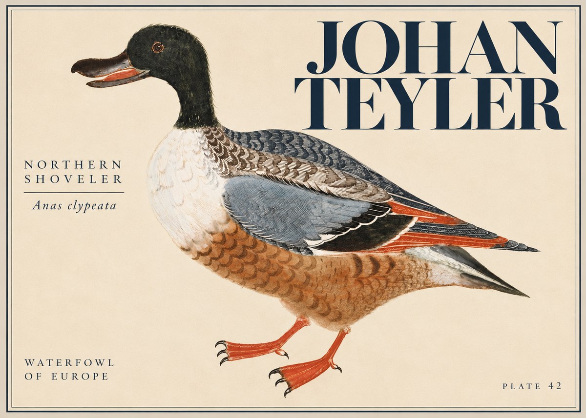 Johan Teyler Northern Shoveler (Anas Clypeata) No5 - Póster