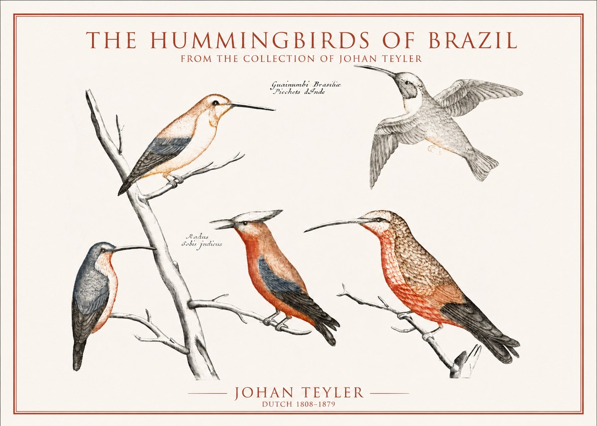 Johan Teyler The Hummingbirds of Brazil from the Collection of Johan Teyler No1 - Póster
