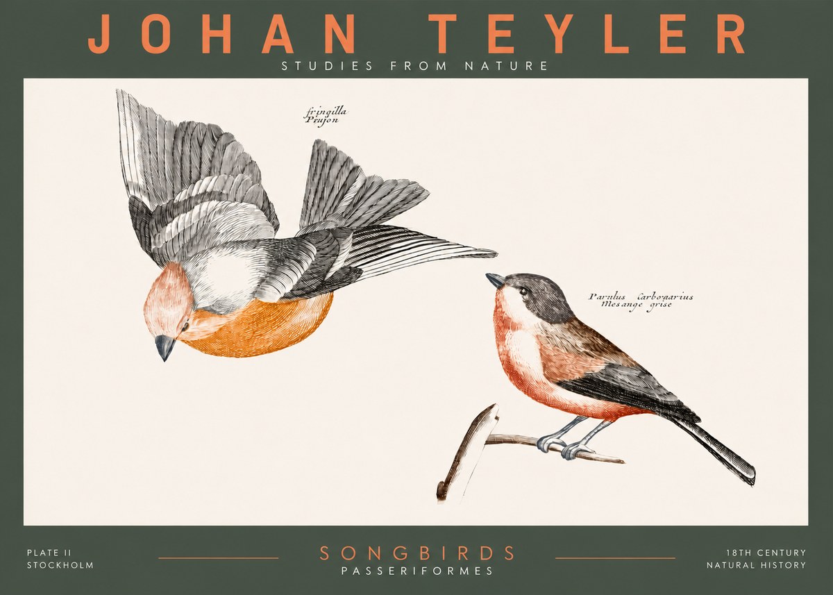 Johan Teyler Songbirds - Plate Ii No2 - Póster