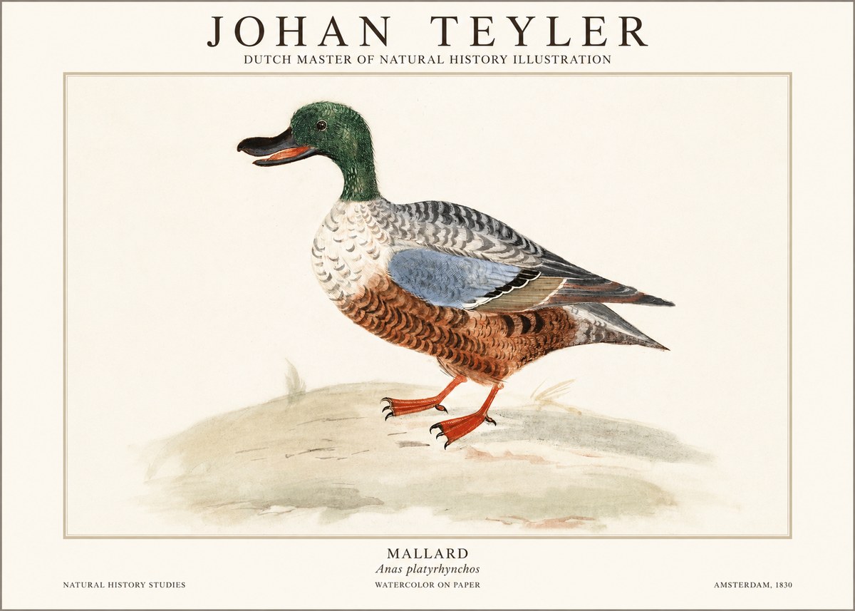 Johan Teyler A Study of a Duck No2 - Póster