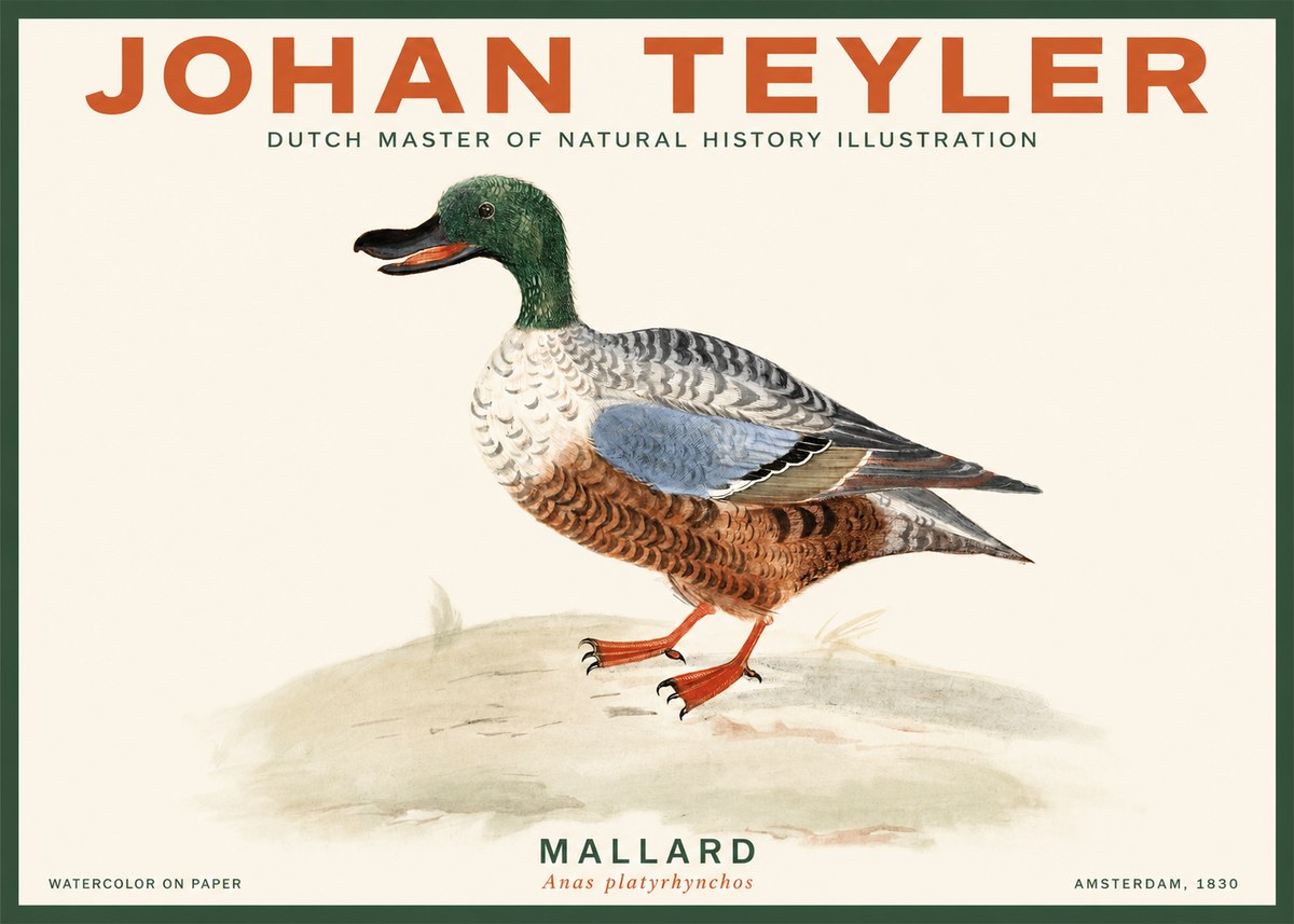 Johan Teyler A Study of a Duck No3 - Póster