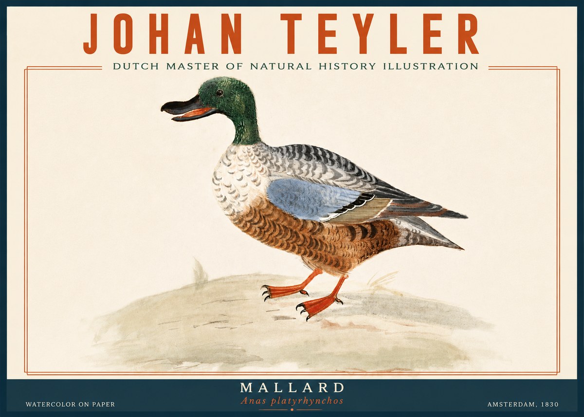 Johan Teyler A Study of a Duck No6 - Póster