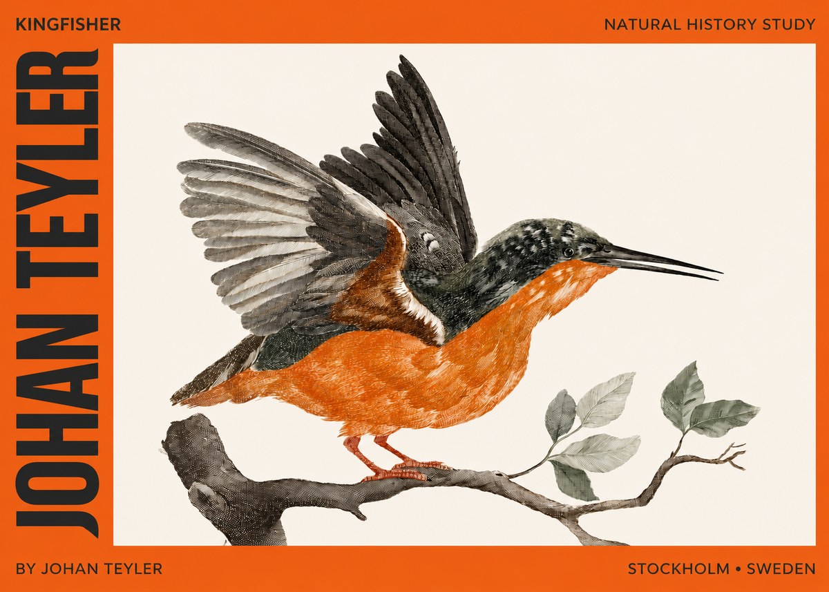 Johan Teyler Kingfisher No2 - Póster
