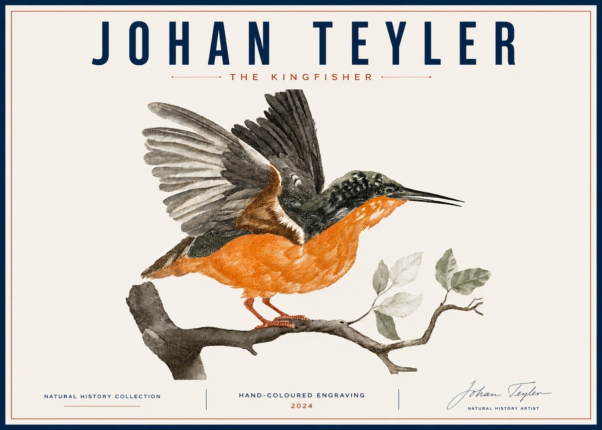 Johan Teyler Kingfisher No6 - Póster