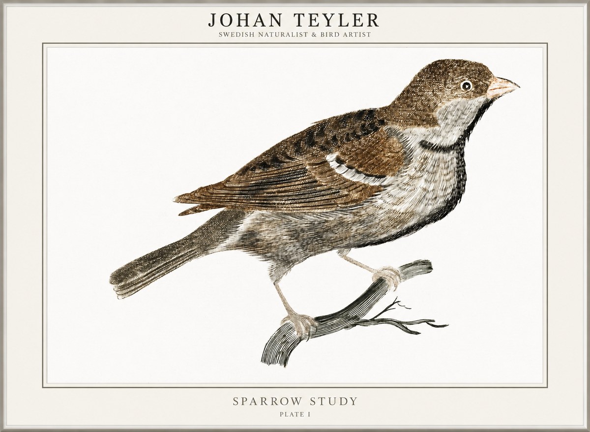 Johan Teyler Sparrow Study No1 - Póster