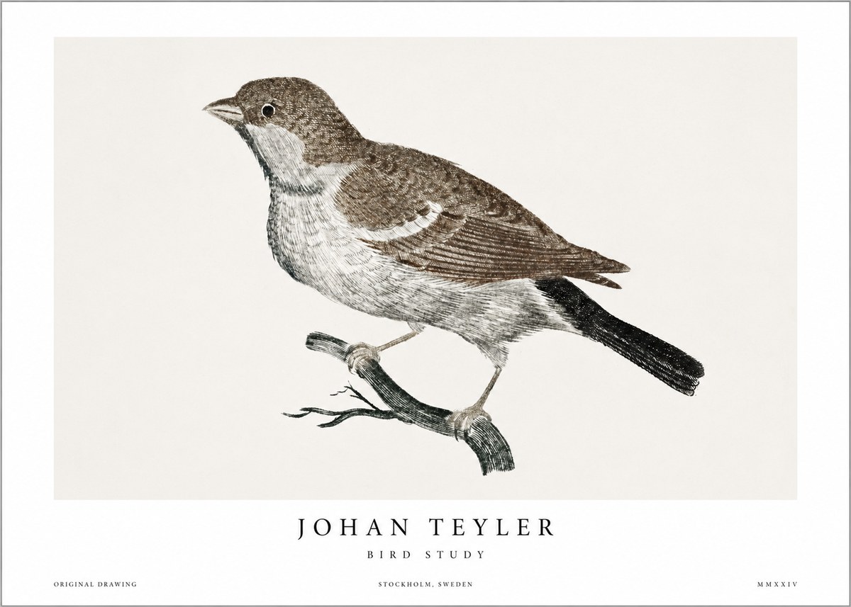 Johan Teyler Bird Study II No1 - Póster