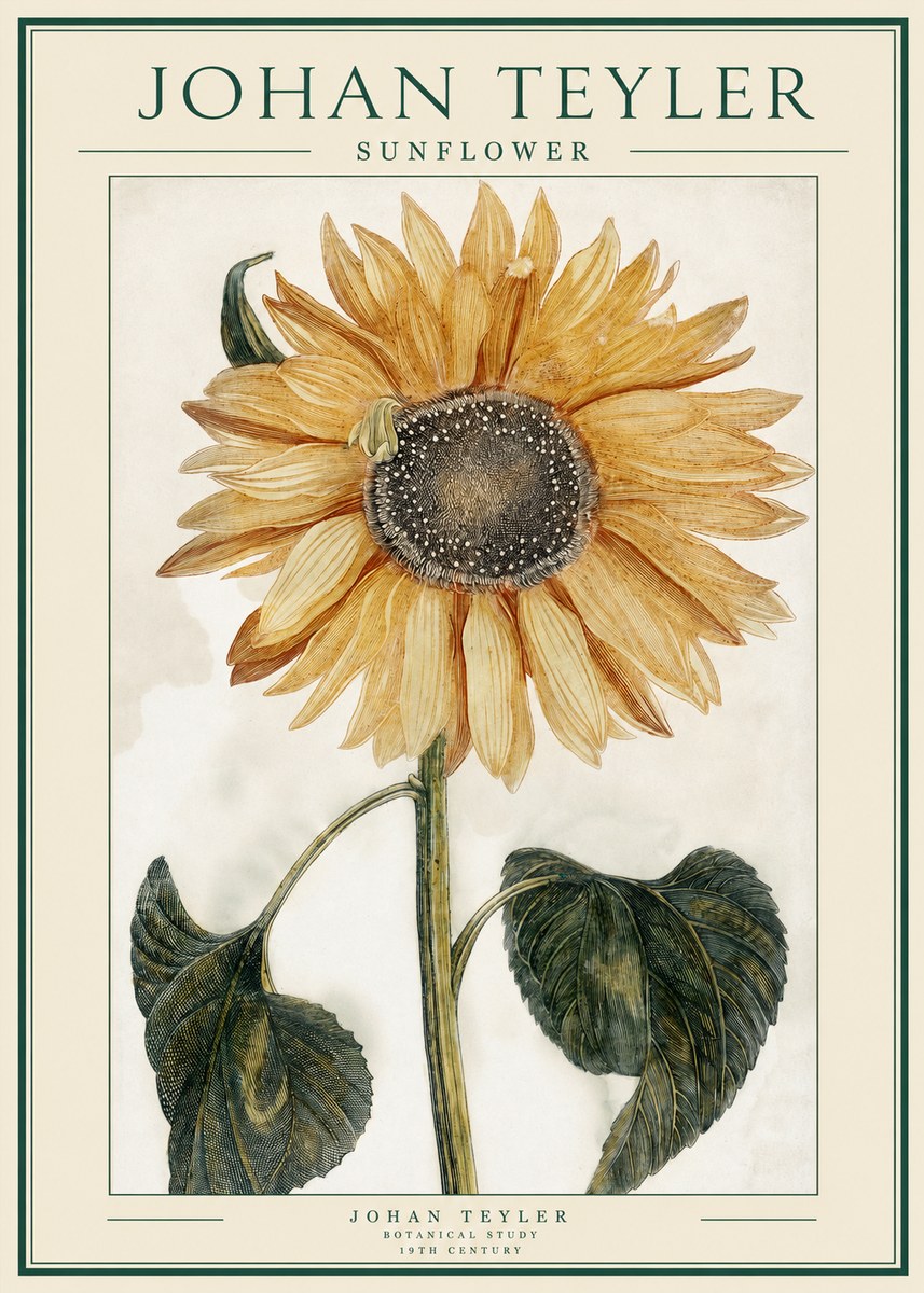 Johan Teyler Sunflower No1 - Póster
