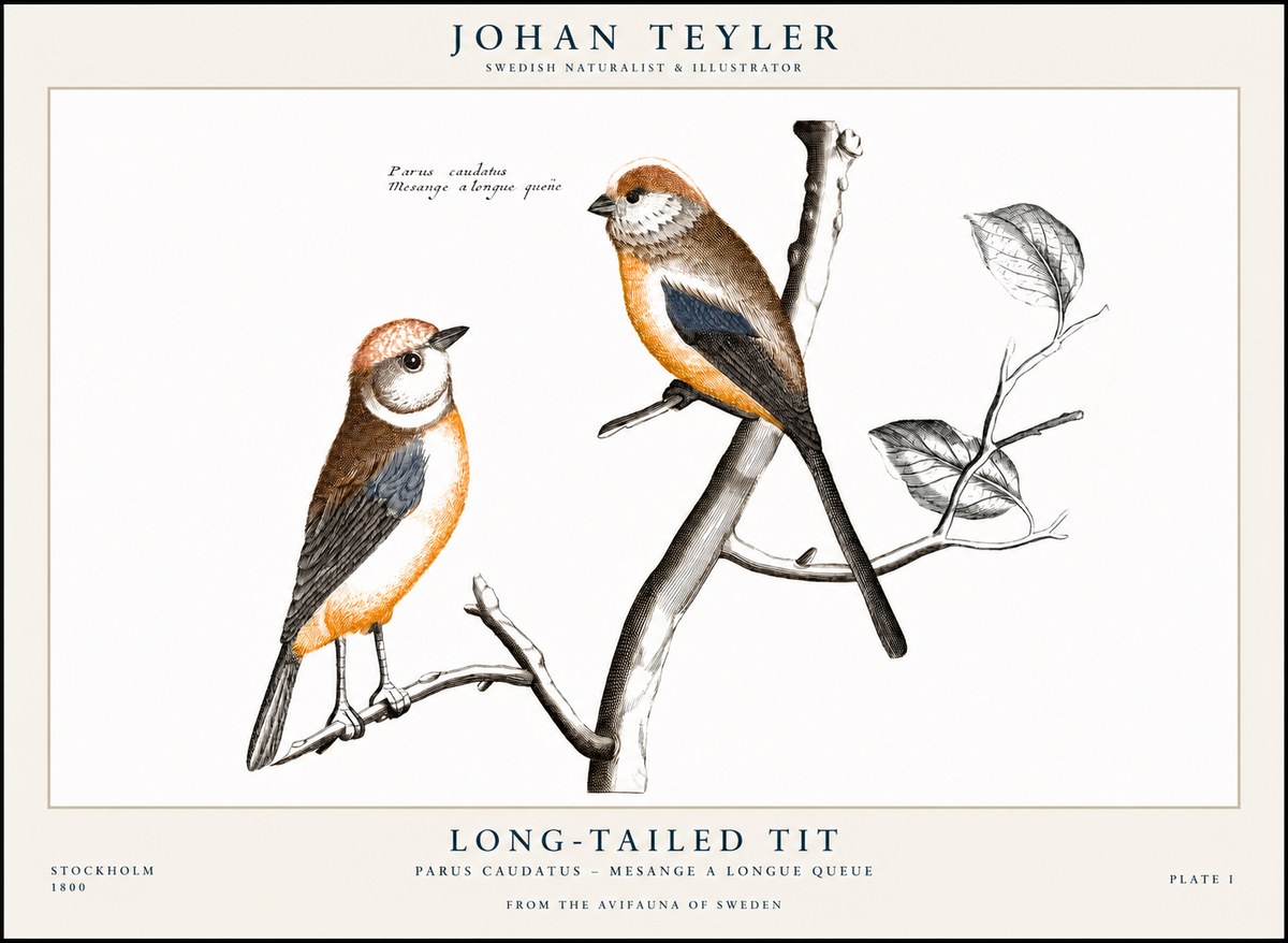 Johan Teyler Long-tailed Tit No1 - Póster