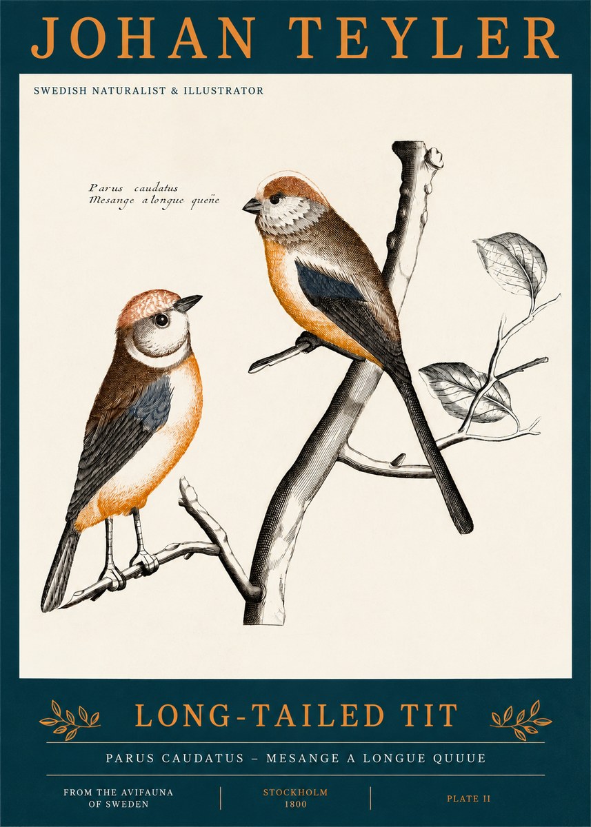 Johan Teyler Long-tailed Tit No2 - Póster