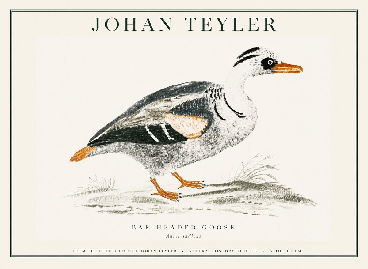 Johan Teyler Bar-headed Goose No1 - Póster