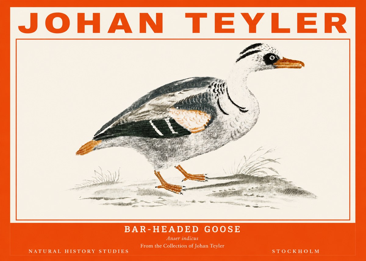 Johan Teyler Bar-headed Goose No2 - Póster