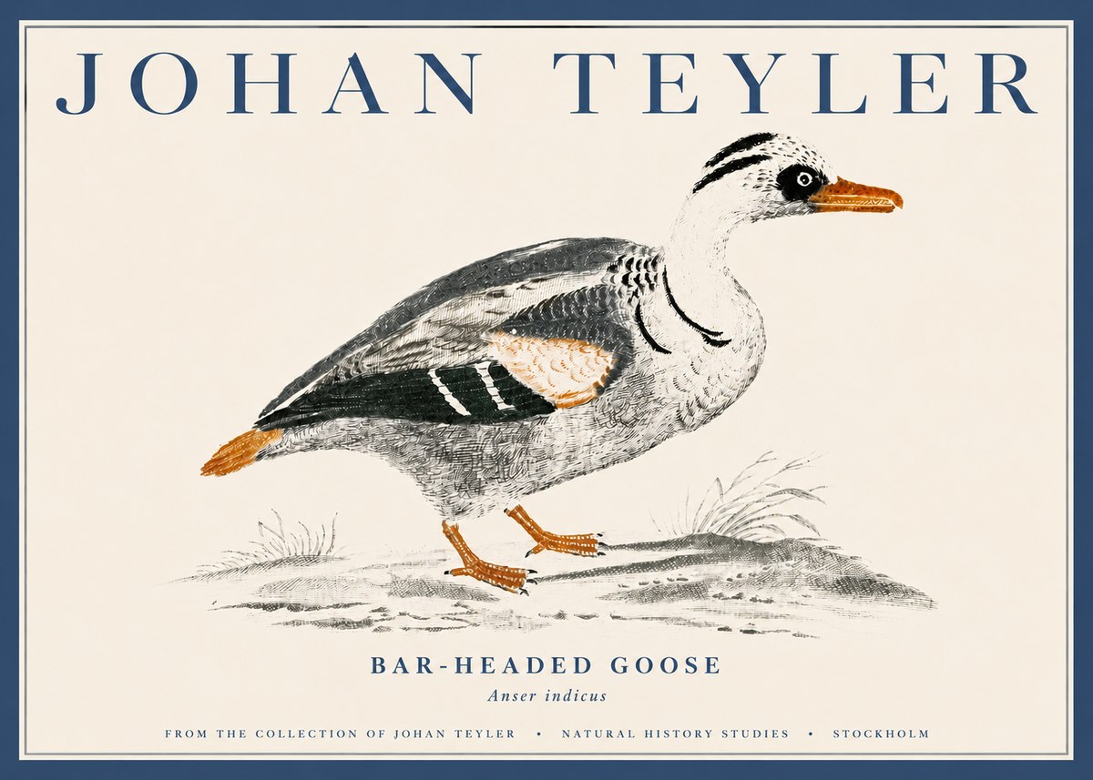 Johan Teyler Bar-headed Goose No4 - Póster